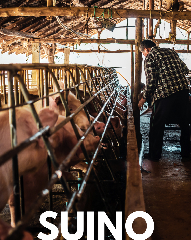 Suino